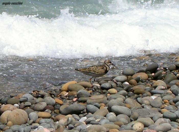 Voltapietre Arenaria interpres